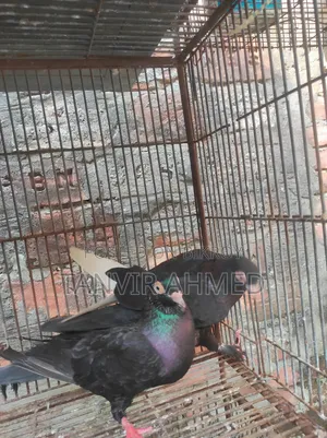 মেহেদী হাসান