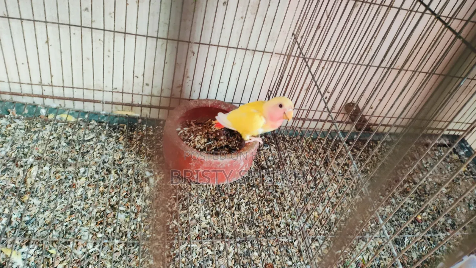 Lovebird Baby Tame Size