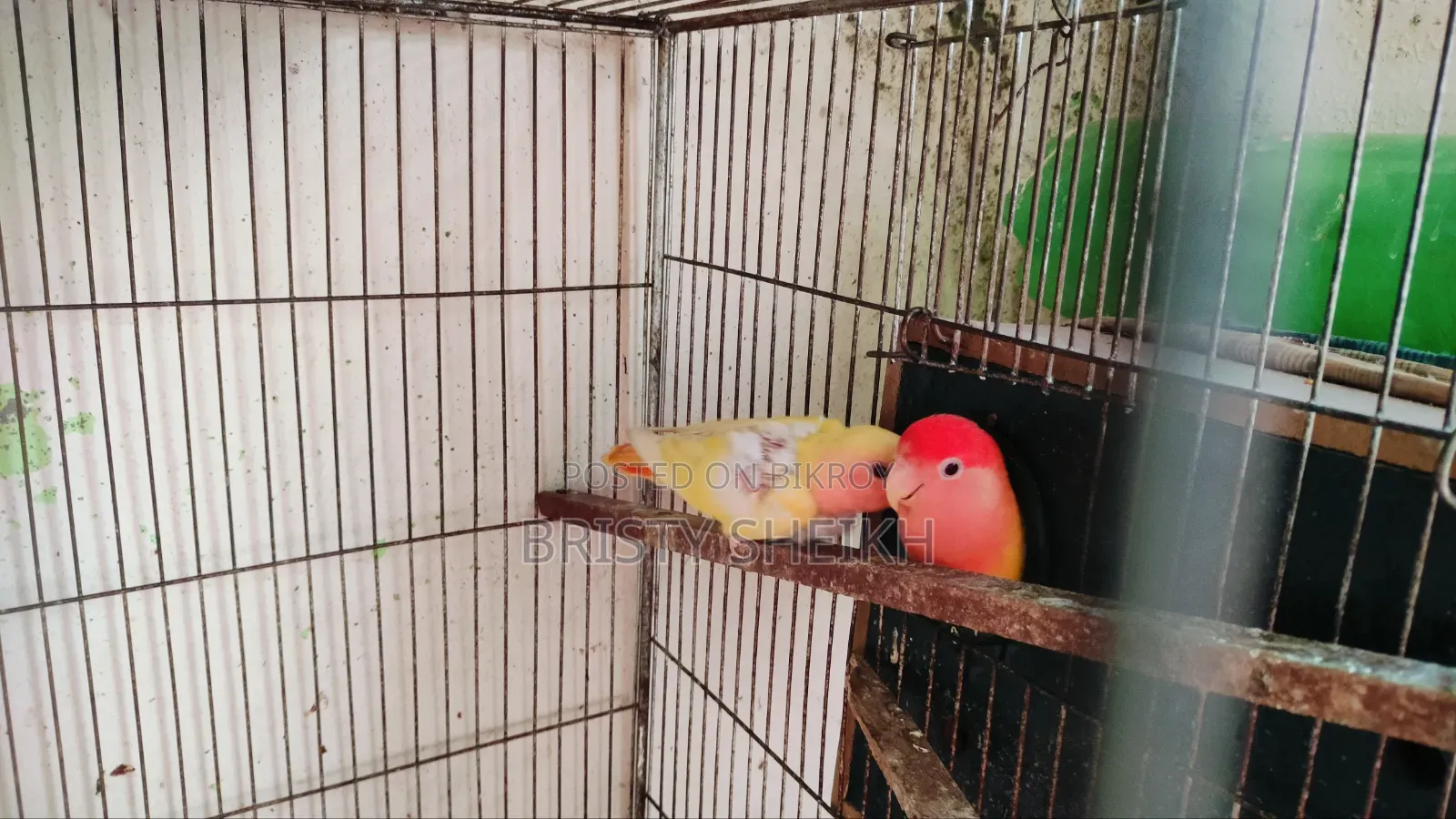 Lovebird Baby Tame Size