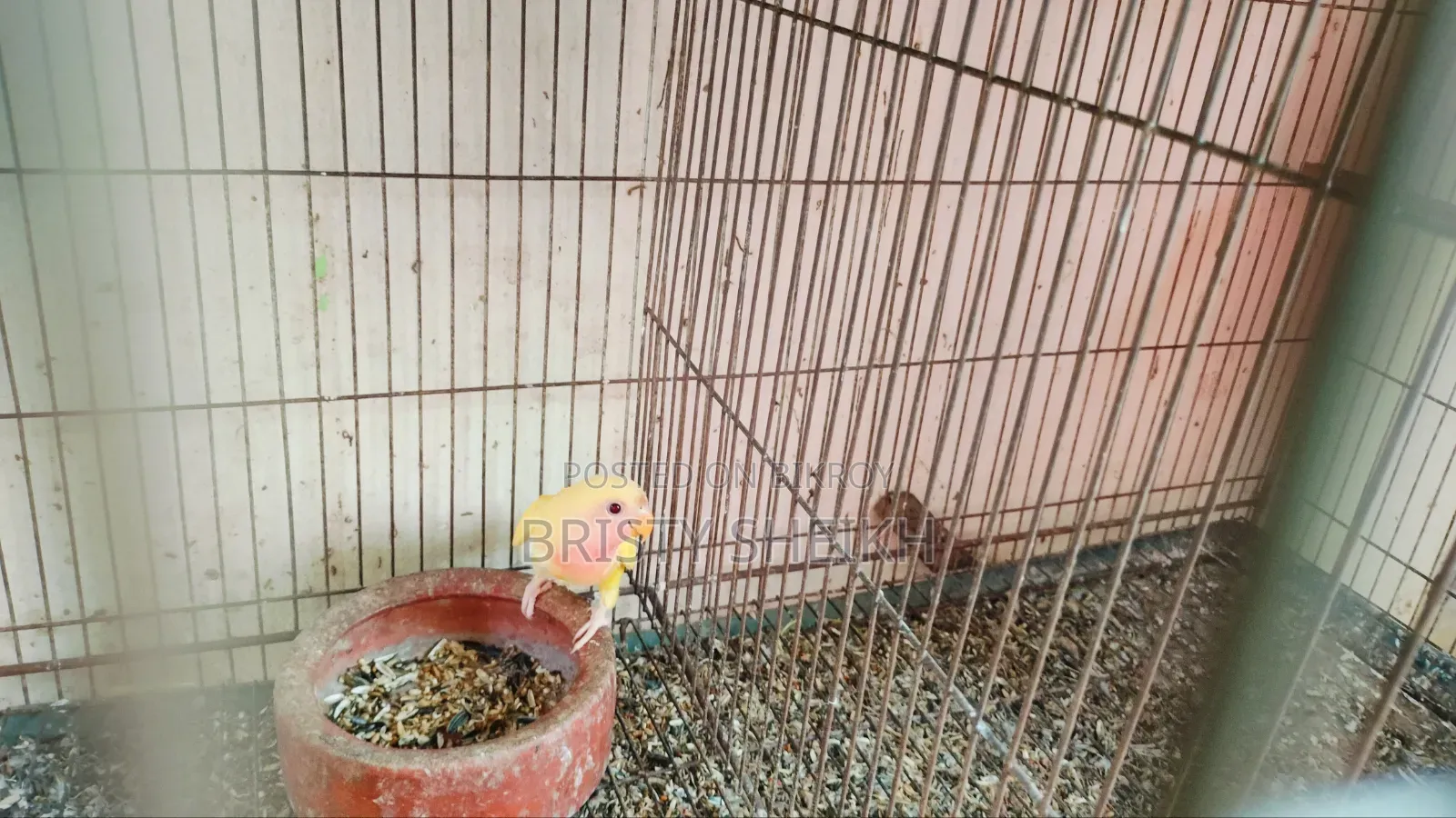 Lovebird Baby Tame Size