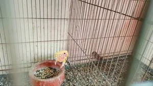 Lovebird Baby Tame Size