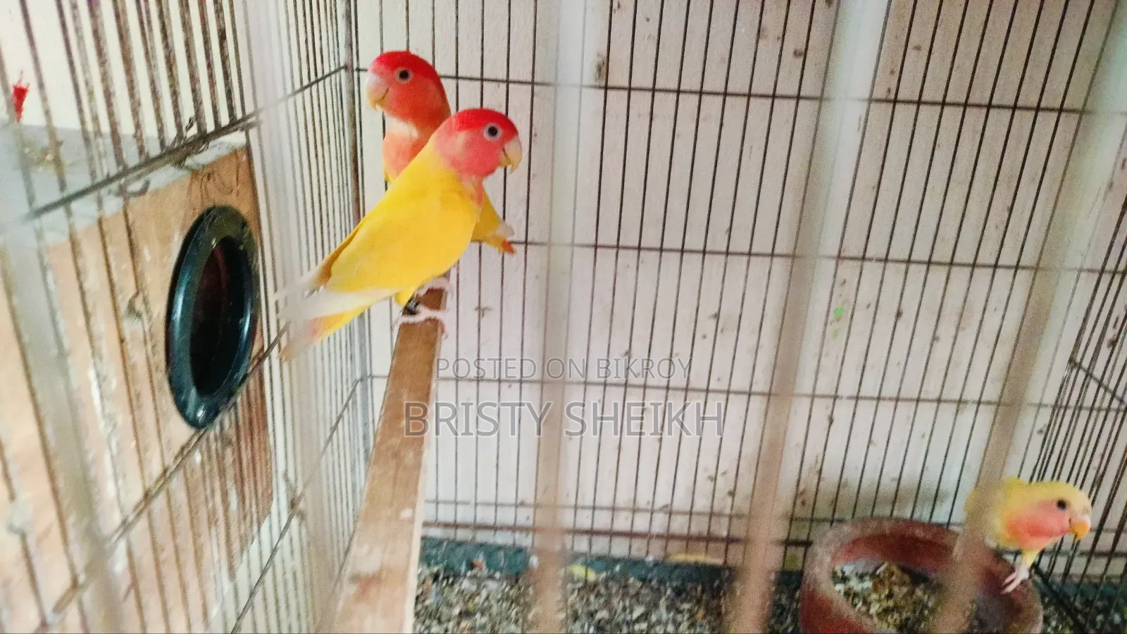 Lovebird Baby Tame Size