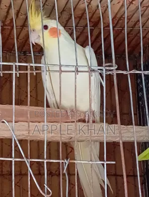ককাটেল পাখি