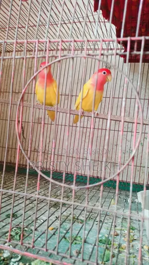 লাভ বার্ড পাখি ডিম সহ