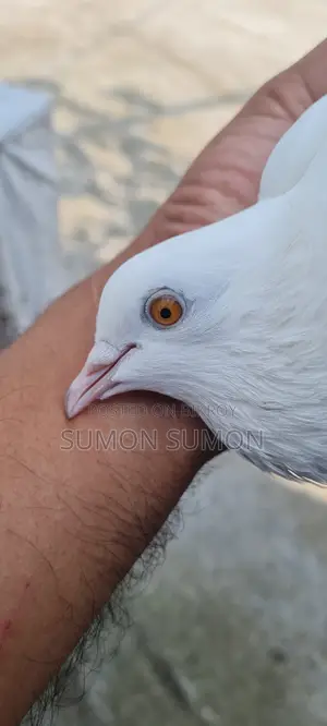 Yellow Eye High Flyer