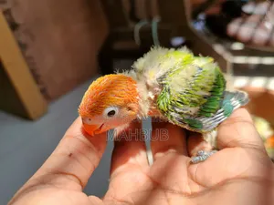 Lovebird Tamed Size Baby (Green Opaline)