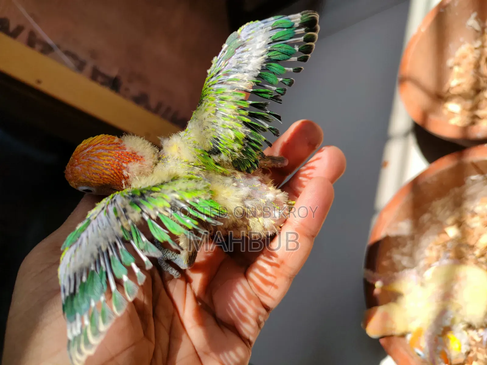 Lovebird Tamed Size Baby (Green Opaline)
