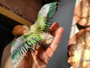 Lovebird Tamed Size Baby (Green Opaline)