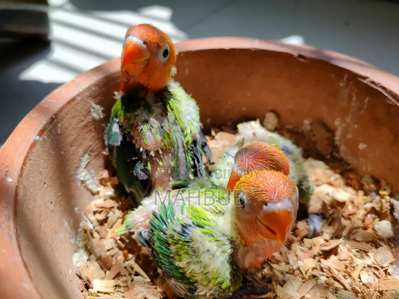 Lovebird Tamed Size Baby (Green Opaline)