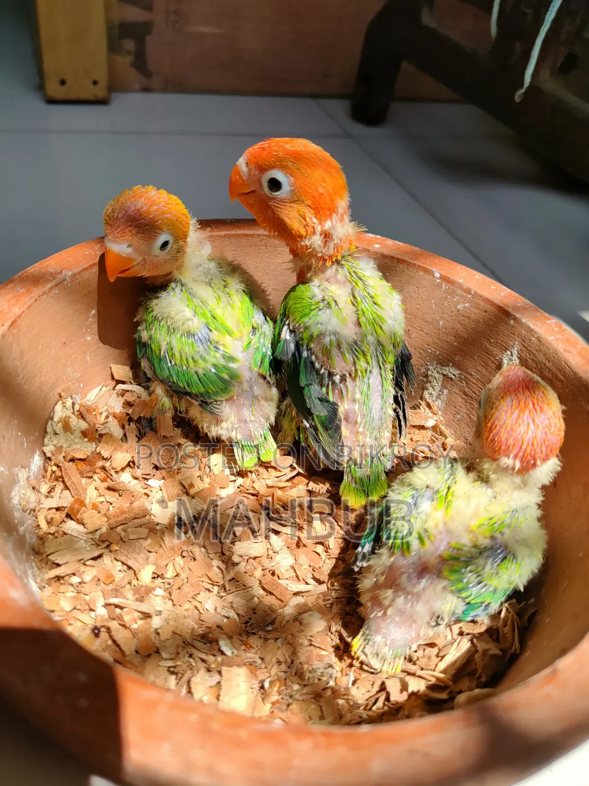 Lovebird Tamed Size Baby (Green Opaline)
