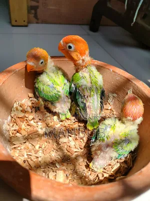 Lovebird Tamed Size Baby (Green Opaline)