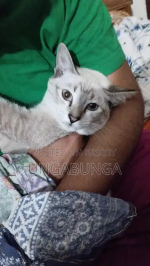 6-12 Months Female Mixed Breed Siamese