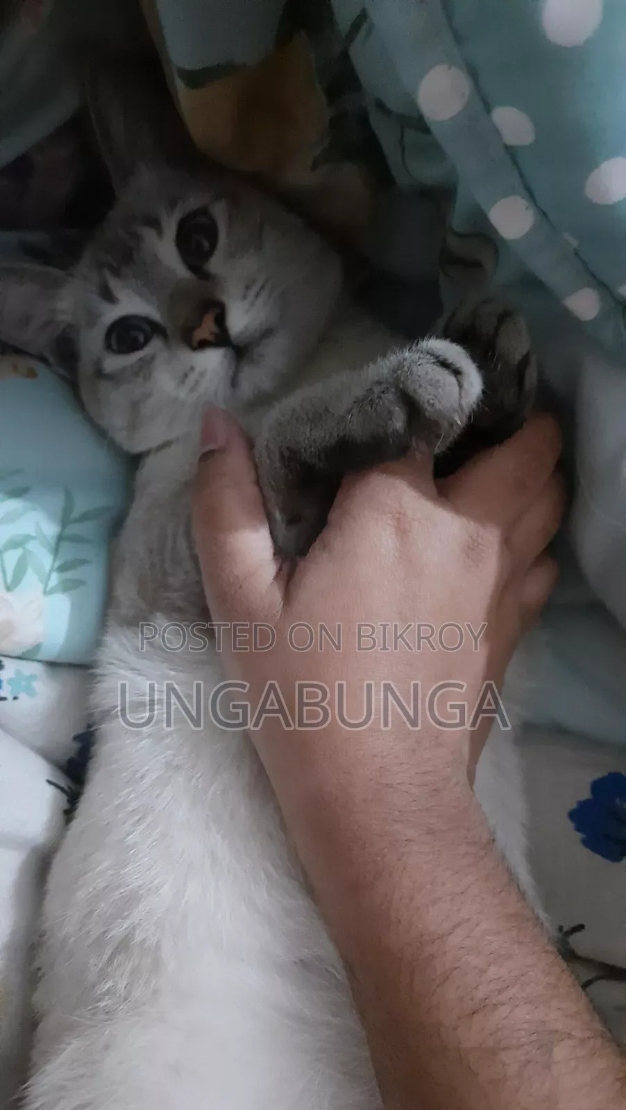 6-12 Months Female Mixed Breed Siamese