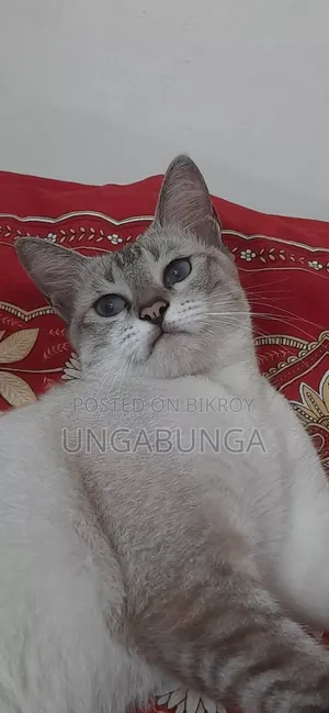 6-12 Months Female Mixed Breed Siamese