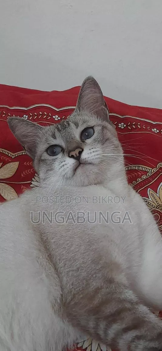 6-12 Months Female Mixed Breed Siamese