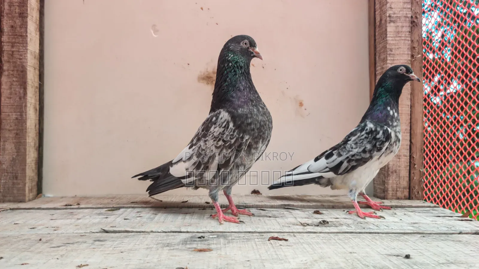 Healthy and Beautiful Pigeon for Sale