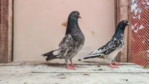 Healthy and Beautiful Pigeon for Sale