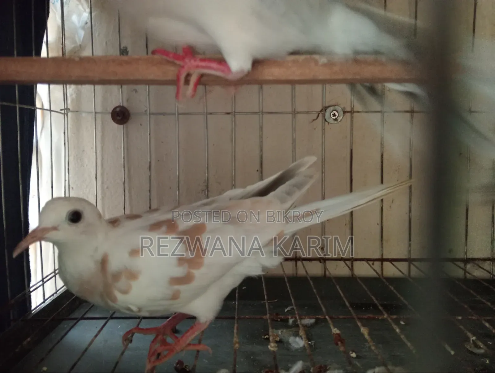 জরুরী বিক্রি