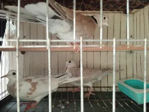 জরুরী বিক্রি