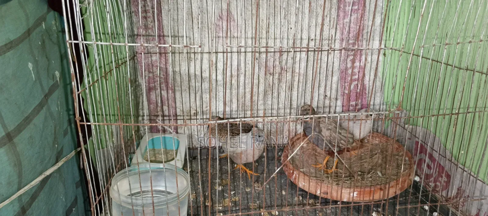 কিং কোয়েল