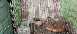 King Quail