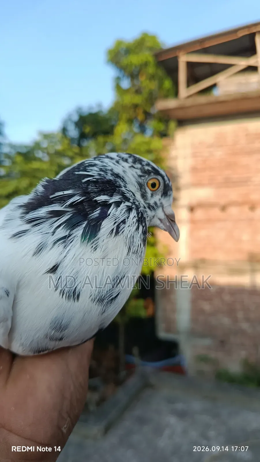 Pigeon for Sale