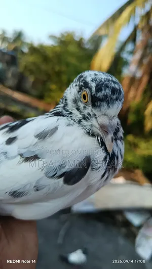 Pigeon for Sale
