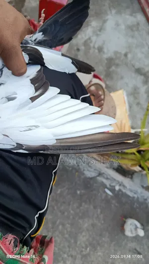 Pigeon for Sale