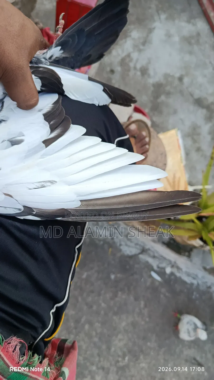 Pigeon for Sale