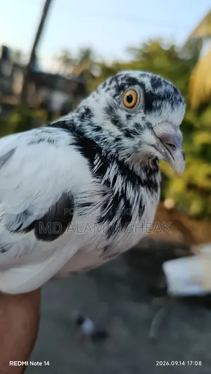 Pigeon for Sale
