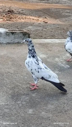 Pigeon for Sale