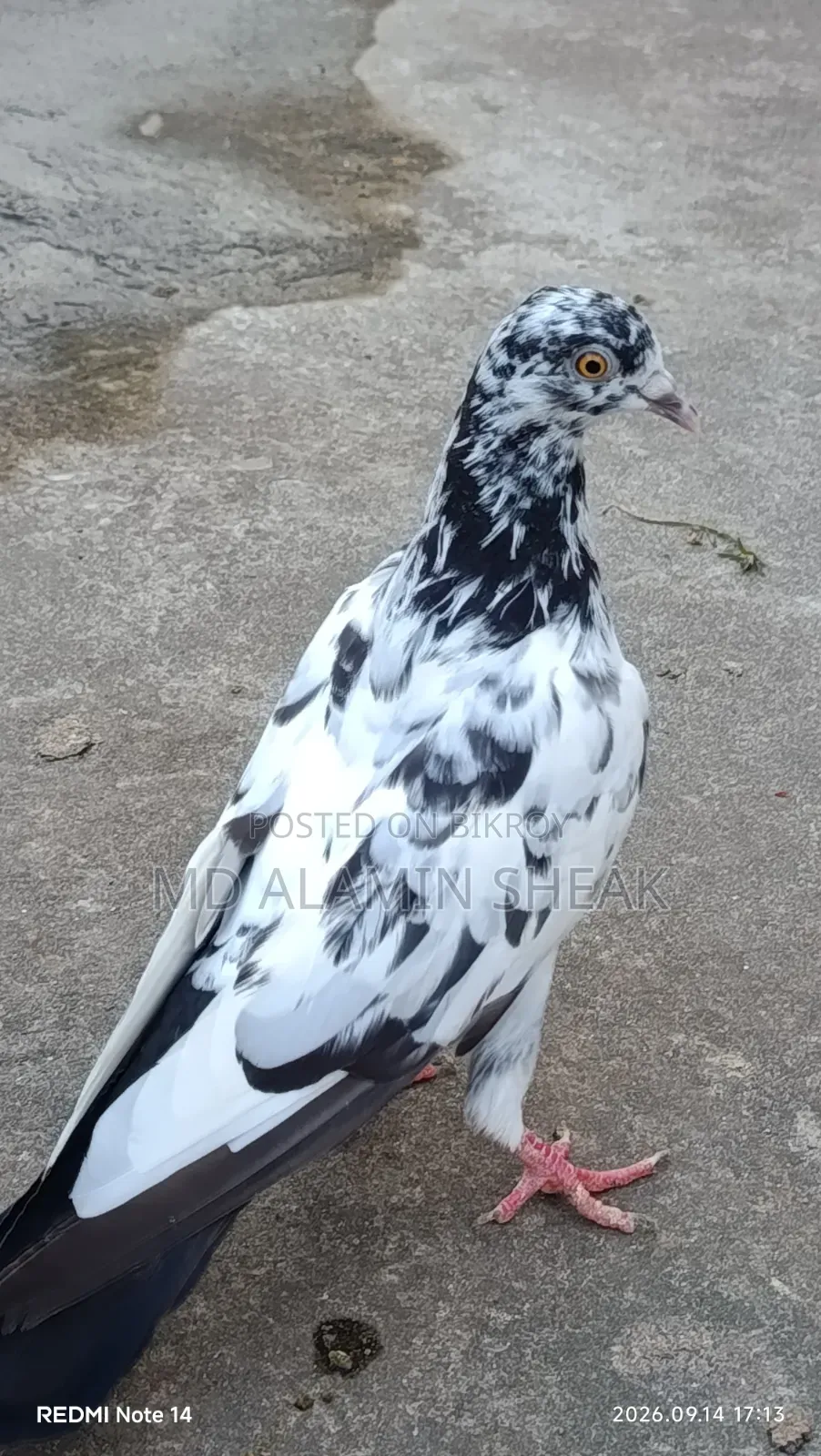 Pigeon for Sale