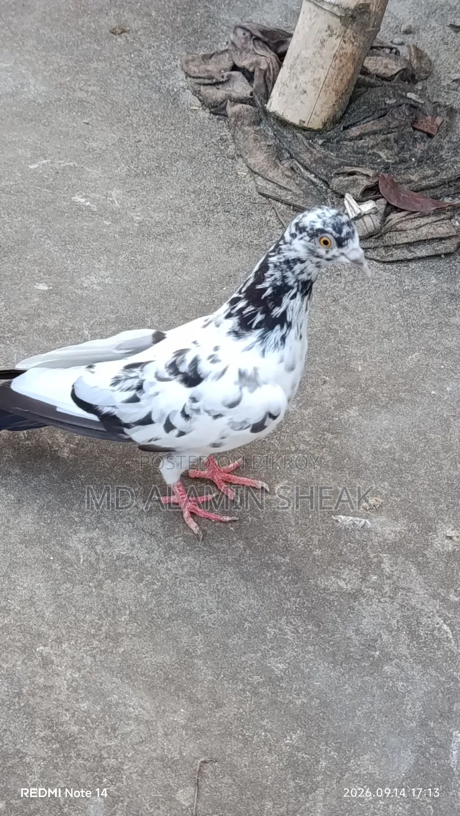 Pigeon for Sale