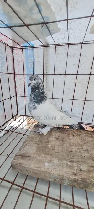 Good Baji Cock