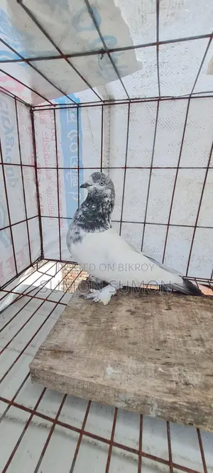 Good Baji Cock