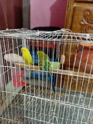 1 pair of running egg-laying and chick-rearing Budgerigar birds for sale