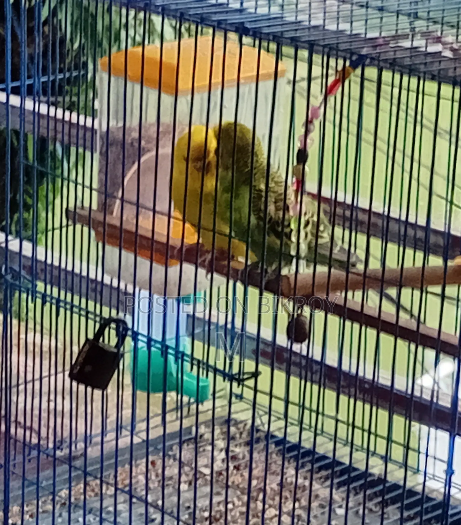 1 pair of running egg-laying and chick-rearing Budgerigar birds for sale