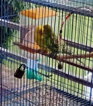 1 pair of running egg-laying and chick-rearing Budgerigar birds for sale