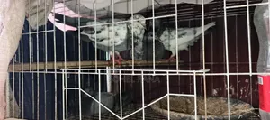 কবুতর বিক্রি
