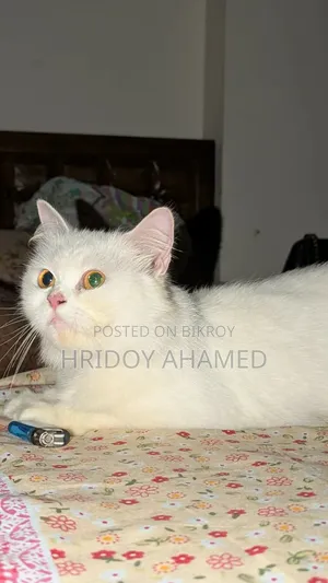 6-12 Months Female Purebred Persian
