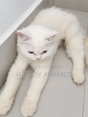 6-12 Months Female Purebred Persian