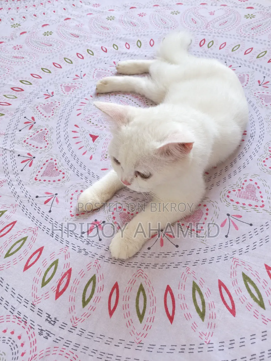 6-12 Months Female Purebred Persian