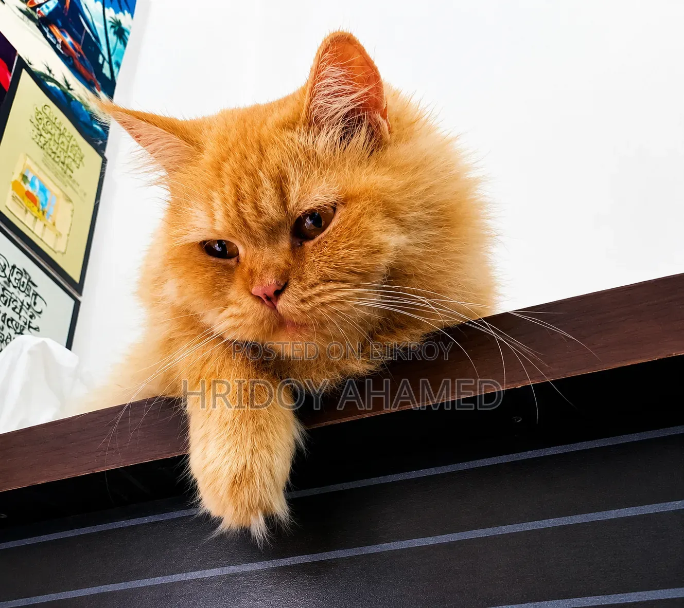 6-12 Months Female Purebred Persian