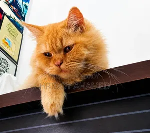 6-12 Months Female Purebred Persian