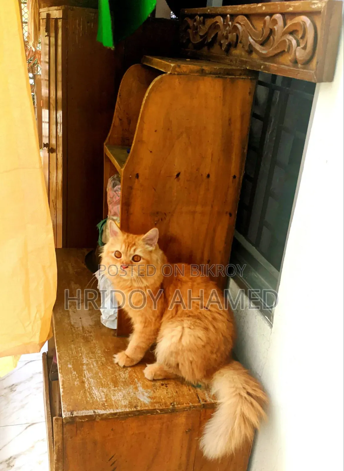 6-12 Months Female Purebred Persian