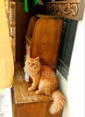 6-12 Months Female Purebred Persian