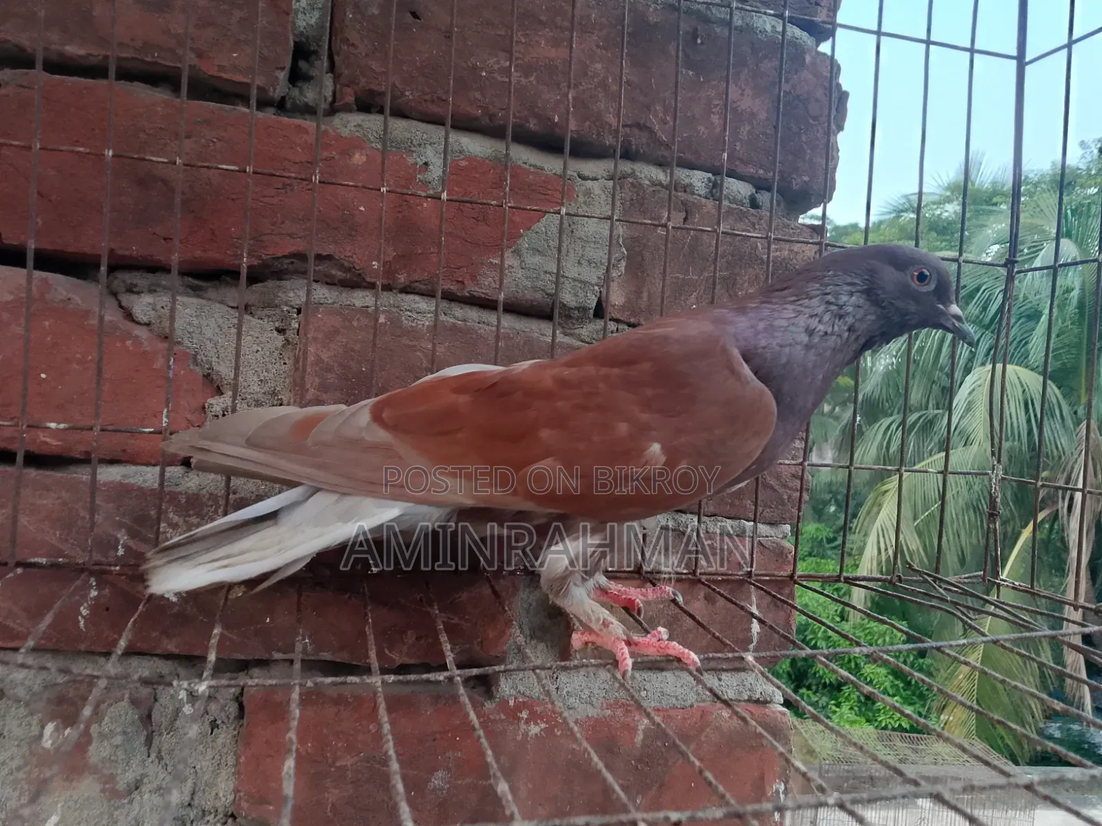 কবুতর বিক্রি হবে