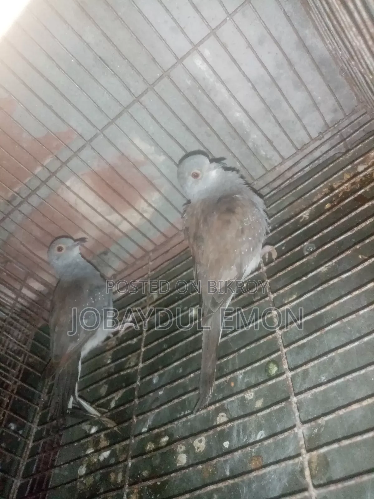 Grey Color New Adult Diamond Dove Exchange