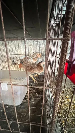 দেশি মুরগির ২০ দিন ও ৪০ দিনের বাচ্চা বিক্রি হবে
