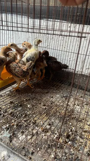 দেশি মুরগির ২০ দিন ও ৪০ দিনের বাচ্চা বিক্রি হবে